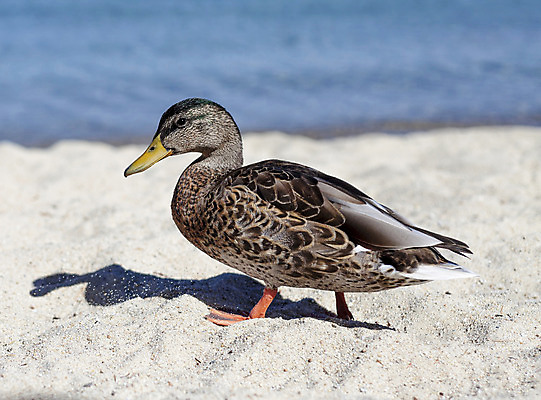 포토 JPG 해외이미지 동물 여자 호수 야생동물 모래 날개 자연 조류 오리 사람없음 물 여름 컬러풀 평화 봄 닫기 깃털 묘사 사냥 물새 계산서 해외202004 해외포토 자연요소 계절 컬러 컨셉 모션 사람 생태계 파일형식 이미지허브