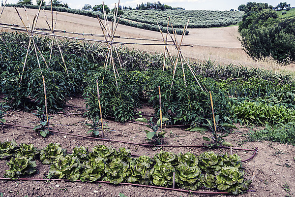 포토 JPG 해외이미지 나무 식물 계절 음식 농업 채소 자연 날씨 요리 취미 사람없음 야외 초록색 물 여름 햇빛 정원 힘 흙 봄 활발 습기 에너지 수확 성장 달 시골 업무 순수 레시피 성분 숙성 세련 완전 해외202004 해외포토 자연요소 산업 컬러 컨셉 태양 작업 생태계 파일형식 이미지허브