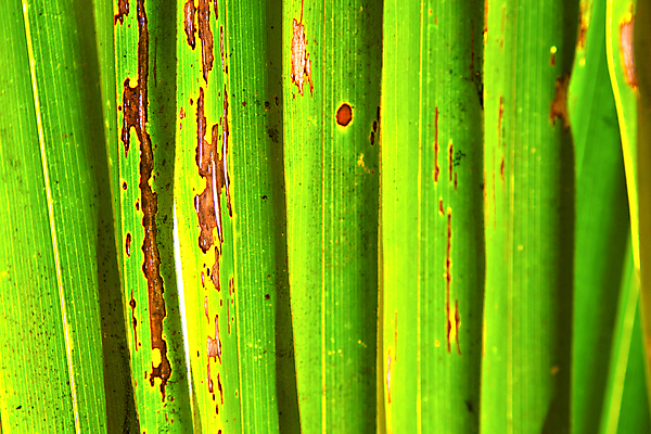 포토 JPG 해외이미지 나무 식물 꽃 아시아 선 줄기 여행 백그라운드 잎 패턴 태국 자연 추상 그림자 사람없음 초록색 빛 햇빛 갈색 노란색 정원 검은색 봄 흰색 만 점 얼룩 구멍 닫기 질감 정맥 8월 미얀마 블러 해외202004 해외포토 계절 나라 컬러 무늬 모션 태양 날짜 생태계 혈관 파일형식 이미지허브