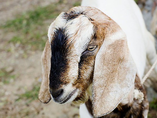 포토 JPG 해외이미지 스튜디오촬영 전신 척추동물 한마리 포유류 염소 뿔 서기 사람없음 세로 갈색 가축 흰색 자르기 흰배경 고립 혼자 내려보기 해외202004 해외포토 동물 1 컬러 백그라운드 모션 실내 파일형식 이미지허브