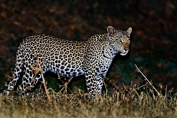포토 JPG 해외이미지 나무 동물 응시 공원 얼굴 야생동물 스포츠 여행 포유류 아프리카 자연 수염 국립공원 사람없음 여행객 환경 고양이 나뭇가지 관찰 점 기다림 큼 검색 육식동물 표범 랜드마크 사바나 탄자니아 평야 해외202004 해외포토 멸종위기종 식물 시선 공공시설 나라 모션 사람 신체부위 반려동물 크기 생태계 파일형식 이미지허브
