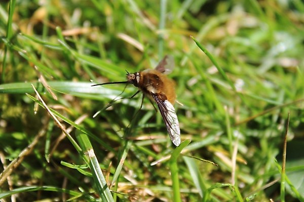 포토 JPG 해외이미지 동물 야생동물 곤충 날개 자연 사람없음 정원 봄 내추럴 해외202004 해외포토 계절 생태계 파일형식 이미지허브