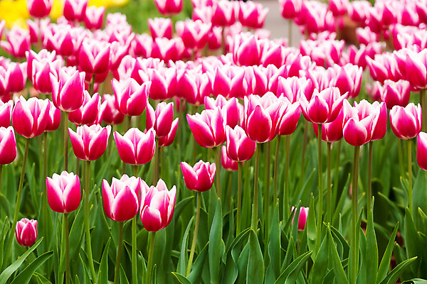 포토 JPG 해외이미지 식물 계절 공원 꽃잎 꽃 줄기 분홍색 백그라운드 잎 꽃무늬 밭 자연 사람없음 빨간색 초록색 컬러풀 노란색 정원 보라색 봄 활발 튤립 벚꽃 흰색 신선 제비꽃 즐거움 만족 내추럴 완벽 직진 많음 해외202004 해외포토 공공시설 감정 컬러 컨셉 무늬 농업 생태계 파일형식 이미지허브