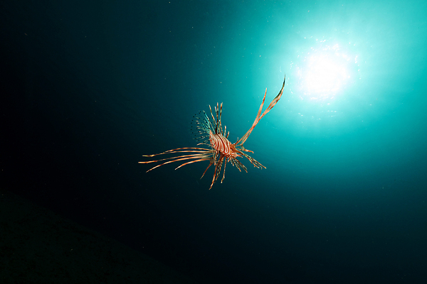 포토 JPG 해외이미지 식물 동물 모래 바다 백그라운드 자연 표면 어류 풍경 사람없음 물 파란색 컬러풀 햇빛 태양 바닷속 수중 광선 산호 아래 다이빙 장면 암초 깊이 소금물 이국적 침몰 파라다이스 해외202004 해외포토 자연요소 컬러 수영 수중동물 자포동물 방향 생태계 위치 수중스포츠 파일형식 이미지허브