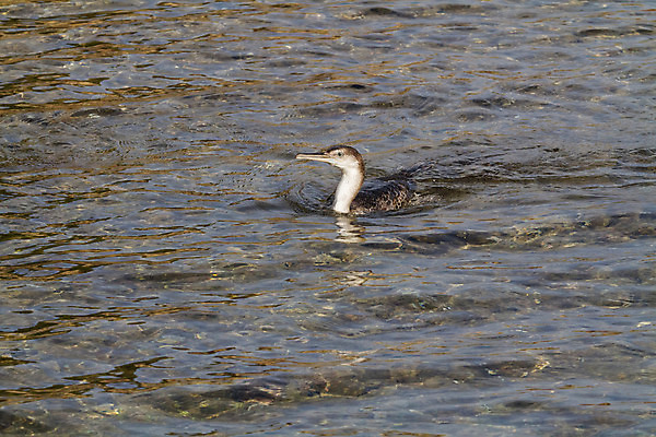 포토 JPG 해외이미지 동물 유럽 호수 야생동물 바다 백그라운드 날개 자연 조류 낚시 어류 어업 사람없음 물 파란색 갈색 검은색 수영 이탈리아 흰색 큼 깃털 부리 갈라파고스 물새 계산서 동물상 해외202004 해외포토 자연요소 나라 산업 컬러 레저 조형물 수중동물 수상스포츠 크기 생태계 에콰도르 파일형식 이미지허브