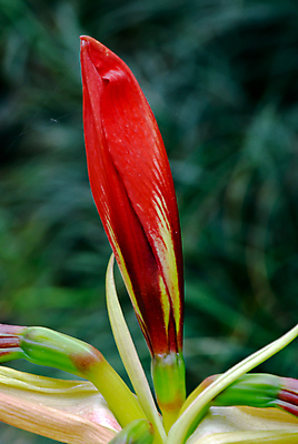 포토 JPG 해외이미지 식물 꽃 꽃무늬 자연 사람없음 빨간색 초록색 노란색 환경 정원 허브 해외202004 해외포토 컬러 무늬 생태계 파일형식 이미지허브