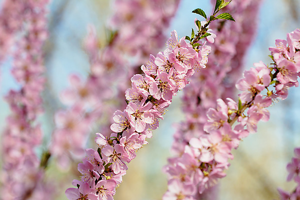 포토 JPG 해외이미지 나무 식물 계절 꽃잎 꽃 분홍색 백그라운드 잎 꽃무늬 오렌지 과일 자연 휴가 새로움 풍경 사람없음 장식 빨간색 초록색 태양 농장 우주 정원 맑음 봄 벚꽃 흰색 나뭇가지 개화 닫기 큼 과수원 연도 심볼 복숭아 자두 내추럴 고립 옛날 해외202004 해외포토 자연요소 컬러 컨셉 무늬 농업 모션 날씨 크기 생태계 파일형식 이미지허브