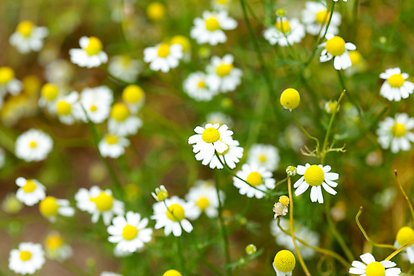 포토 JPG 해외이미지 식물 라이프스타일 꽃 음료 백그라운드 잎 휴식 스트레스 건강 사람없음 초록색 약 정원 스파 침묵 흰색 신선 투명 약초 허브 유기농 데이지 아로마테라피 테라피 내추럴 돌봄 캐모마일 해외202004 해외포토 웰빙 컬러 컨셉 의학 모션 생활 뷰티 소리 풀_식물 파일형식 이미지허브