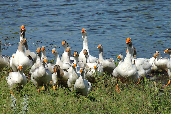포토 JPG 해외이미지 응시 호수 날개 조류 경비 사람없음 물 여름 강 농장 머리 마을 수영 회색 흰색 시골 연못 뜨거움 보호 군중 깃털 메인 리더 시력 부리 목 거위 물새 제비 해외202004 해외포토 자연요소 동물 시선 계절 컬러 컨셉 농업 안전 사람 신체부위 수상스포츠 파일형식 이미지허브