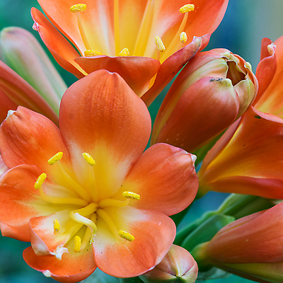 포토 JPG 해외이미지 식물 꽃잎 꽃 백그라운드 꽃무늬 오렌지 선인장 사람없음 장식 빨간색 초록색 노란색 봄 벚꽃 신선 닫기 오브젝트 날카로움 내추럴 고립 해외202004 해외포토 계절 컬러 무늬 과일 모션 파일형식 이미지허브