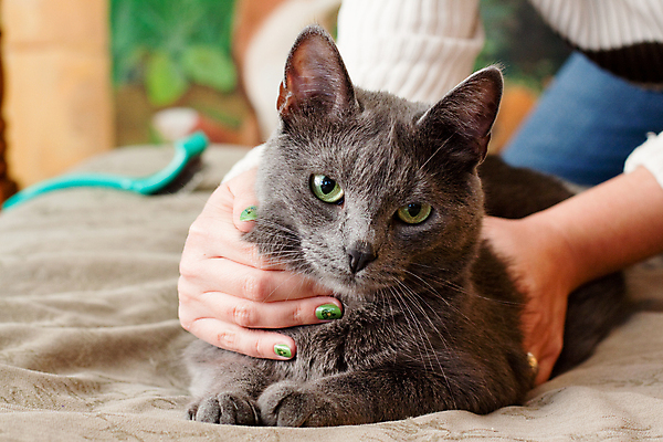 포토 JPG 해외이미지 동물 1 손 응시 여자 포즈 스트레스 주택 털 사람없음 가로 초록색 반려동물 고양이 카펫 회색 슬픔 흰색 직물 잡기 거짓말 해외202004 해외포토 시선 감정 컬러 포유류 모션 사람 건물 신체부위 파일형식 이미지허브