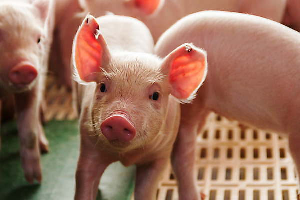 포토 JPG 해외이미지 여러마리 실내 사람없음 가축 축산업 축사 아기돼지 양돈장 해외202004 해외포토 동물 건축물 산업 새끼 다수 내부 돼지 파일형식 이미지허브