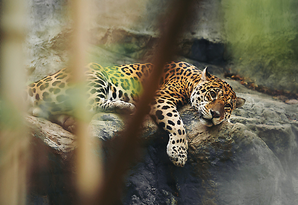포토 JPG 해외이미지 동물 응시 야생동물 포유류 자연 휴식 동물원 사람없음 야외 고양이 점 황무지 위험 큼 육식동물 육식 멸종 표범 거짓말 동물상 재규어 해외202004 해외포토 시선 컨셉 반려동물 조형물 크기 생태계 파일형식 이미지허브