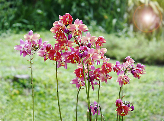 포토 JPG 해외이미지 식물 디자인 꽃 꽃다발 결혼 불꽃 주택 사람없음 내부 장식 컬러풀 태양 상점 정원 맑음 보라색 성장 흰색 신선 개화 난초 변화 시장 고급 혼합 배열 제비꽃 전시회 원예 강렬 이국적 스타일 세련 해외202004 해외포토 자연요소 컬러 컨셉 불 날씨 이벤트 취미 건물 전시 파일형식 이미지허브