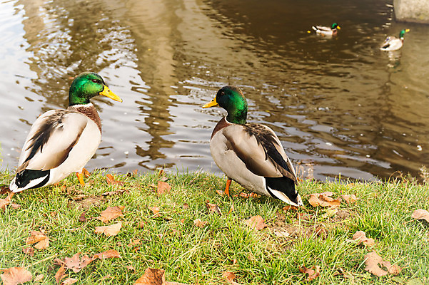 포토 JPG 해외이미지 동물 공원 남자 호수 얼굴 야생동물 백그라운드 겨울 날개 가족 자연 조류 오리 사람없음 야외 초록색 물 여름 강 컬러풀 갈색 머리 놀람 봄 흰색 연못 깃털 부리 물새 청둥오리 내추럴 동물상 해외202004 해외포토 자연요소 계절 공공시설 감정 컬러 관계 표정 사람 신체부위 조형물 생태계 파일형식 이미지허브