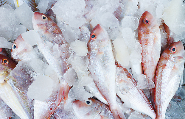 포토 JPG 해외이미지 1 아시아 음식 바다 자연 낚시 건강 육류 어류 요리 사람없음 가로 머리 판매 냉동 얼음 식사 저녁식사 추위 신선 잡기 시장 해산물 눈금 날것 소매 내추럴 단백질 줄서기 해외202004 해외포토 자연요소 나라 식재료 모션 레저 신체부위 수중동물 생태계 영양소 파일형식 이미지허브