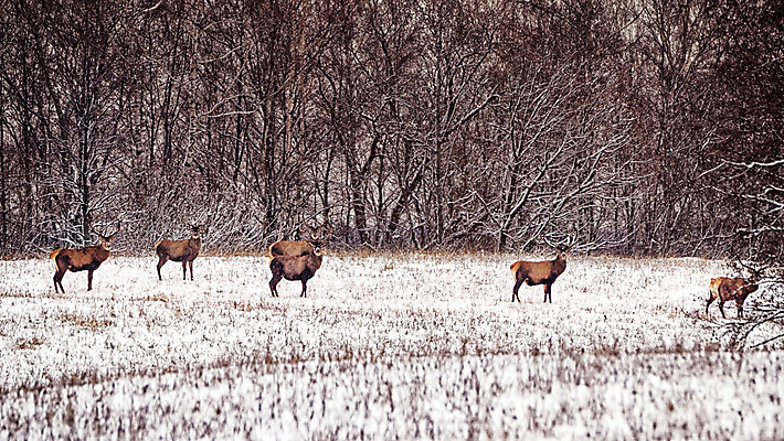 포토 JPG 해외이미지 나무 동물 겨울 밭 사슴 사람없음 환경 군중 사냥 해외202004 해외포토 식물 계절 농업 포유류 사람 파일형식 이미지허브