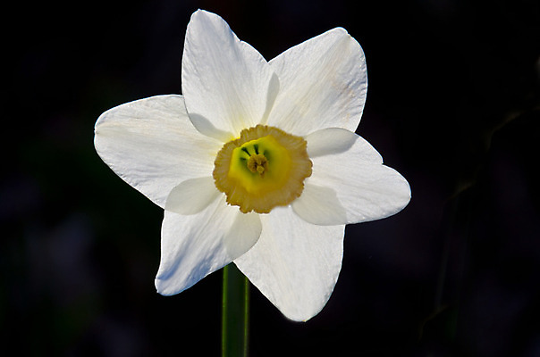 포토 JPG 해외이미지 식물 계절 꽃잎 꽃 백그라운드 자연 사람없음 햇빛 태양 노란색 정원 맑음 봄 벚꽃 시간 개화 큼 과수원 묘사 수선화 내추럴 해외202004 해외포토 자연요소 컬러 농업 날씨 크기 생태계 파일형식 이미지허브