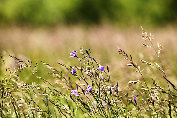 포토 JPG 해외이미지 식물 계절 꽃 백그라운드 잎 꽃무늬 밭 자연 풍경 사람없음 야외 초록색 여름 파란색 컬러풀 환경 정원 보라색 봄 벚꽃 시골 신선 개화 닫기 장면 내추럴 수레국화 해외202004 해외포토 컬러 무늬 농업 모션 생태계 파일형식 이미지허브