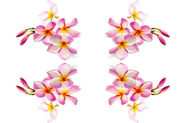 포토 JPG 해외이미지 디자인 꽃잎 꽃 분홍색 백그라운드 꽃무늬 자연 휴식 사람없음 노란색 정원 스파 벚꽃 흰색 하와이 향기 냄새 발리 환영 고립 엘리먼트 이국적 하와이인 알로하 해외202004 해외포토 외국인 식물 컬러 섬 컨셉 무늬 미국 인사 생태계 인도네시아 파일형식 이미지허브