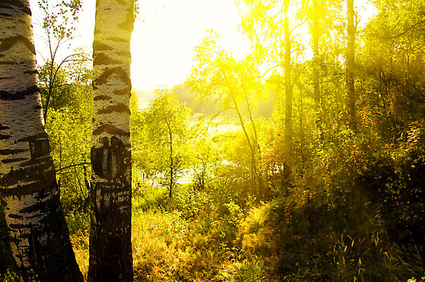 포토 JPG 해외이미지 나무 계절 공원 도로 길 잎 오렌지 자연 사람없음 야외 목재 빨간색 햇빛 노란색 평화 하이킹 가을 시골 황금 숲 11월 부식 장면 통과 10월 삼림지대 수목 해외202004 해외포토 식물 공공시설 컬러 컨셉 과일 재료 교통시설 레저 태양 날짜 생태계 파일형식 이미지허브