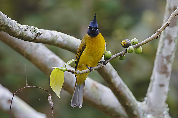 포토 JPG 해외이미지 나무 동물 여자 남자 아시아 얼굴 야생동물 백그라운드 날개 자연 조류 사람없음 야외 목재 가로 초록색 컬러풀 머리 환경 검은색 나뭇가지 막대기 닫기 숲 깃털 꼬리 부리 갈기 서식지 생태학 이국적 해외202004 해외포토 식물 교육 나라 컬러 재료 모션 사람 신체부위 생태계 파일형식 이미지허브