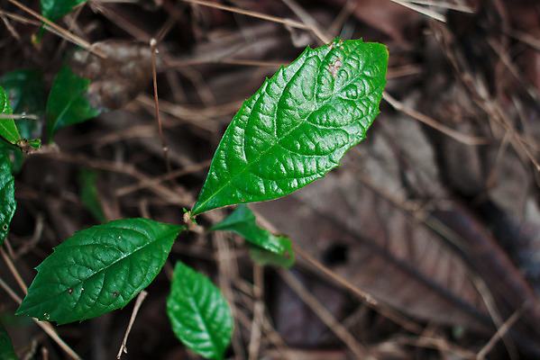 포토 JPG 해외이미지 단풍 잎 자연 사람없음 성장 나뭇가지 신선 과수원 청소 해외202004 해외포토 나무 식물 농업 생태계 파일형식 이미지허브