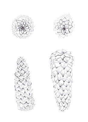 포토 JPG 해외이미지 나무 식물 계절 야생동물 크리스마스 겨울 자연 휴가 새로움 흑백 사람없음 연필 펜 검은색 흰색 나뭇가지 소나무 숲 인쇄 스케치 연도 그림 생물학 손그림 솔방울 판화 전나무 원뿔 해외202004 해외포토 도형 동물 교육 기념일 컬러 컨셉 학용품 촬영기법 미술 필기구 생태계 파일형식 이미지허브