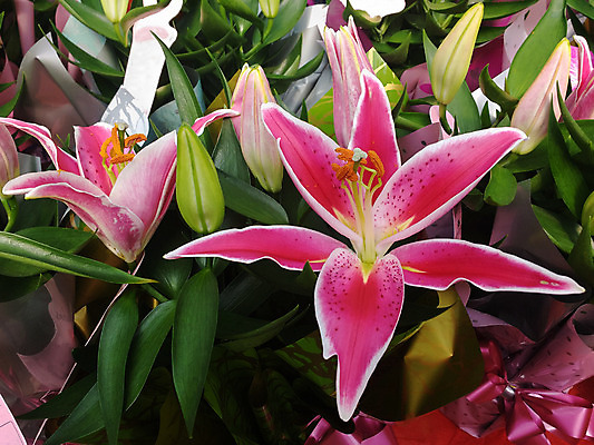 포토 JPG 해외이미지 식물 꽃잎 꽃 분홍색 꽃다발 백그라운드 잎 꽃무늬 자연 사랑 동양인 사람없음 초록색 여름 정원 벚꽃 흰색 신선 우아함 백합 해외202004 해외포토 계절 감정 컬러 컨셉 무늬 인종 생태계 파일형식 이미지허브