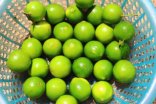 포토 JPG 해외이미지 음식 조각 백그라운드 과일 재료 텍스트 탁자 귤 프레임 건강 사람없음 목재 초록색 파란색 갈색 쌓기 바구니 공백 신선 그룹 닫기 먹기 레몬 유기농 날것 슬라이스 슛 라임 흙더미 내추럴 모히토 숙성 옛날 이국적 많음 해외202004 해외포토 나무 웰빙 컬러 가구 컨셉 모션 흙 칵테일 파일형식 더미 이미지허브