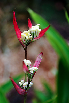 포토 JPG 해외이미지 식물 꽃잎 꽃 줄기 분홍색 꽃무늬 사람없음 빨간색 세로 초록색 컬러풀 보라색 흰색 개화 난초 자주색 묘사 분무기 잡종 구성 해외202004 해외포토 컬러 무늬 파일형식 이미지허브