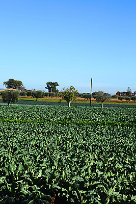 포토 JPG 해외이미지 유럽 밭 농업 풍경 경사 잔디 사람없음 초록색 농장 농경지 황혼 새벽 시골 저녁 언덕 장면 동쪽 밭일 세르비아 해외202004 해외포토 자연요소 식물 나라 산업 컬러 일몰 야간 방향 파일형식 이미지허브