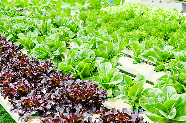 포토 JPG 해외이미지 식물 산업 아시아 음식 잎 꽃무늬 밭 농업 채소 사람없음 초록색 농작물 농장 농경지 정원 놀이방 수확 성장 신선 보호 상추 유기농 원예 날것 내추럴 개발 모종 밭일 수경재배 온실 줄서기 해외202004 해외포토 웰빙 꽃 나라 컬러 컨셉 무늬 모션 취미 파일형식 이미지허브