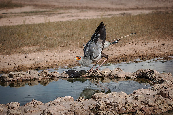 포토 JPG 해외이미지 동물 공원 야생동물 여행 아프리카 자연 조류 종류 풍경 사람없음 야외 컬러풀 마시기 보호 먹이 사파리 깃털 부리 육식동물 갈기 비서 멸종 남쪽 내추럴 궁수 남아프리카 동물상 사바나 생태학 이국적 전국 포식 힘찬 해외202004 해외포토 직업 공공시설 교육 나라 컬러 컨셉 모션 조형물 방향 생태계 파일형식 이미지허브