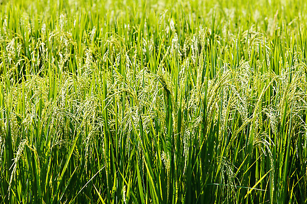포토 JPG 해외이미지 식물 계절 아시아 음식 줄기 백그라운드 잎 농업 자연 밥 새로움 씨앗 동양인 사람없음 야외 초록색 물 여름 농장 농경지 노란색 일본 흙 젖음 성장 가을 시골 신선 닫기 작음 묘사 유기농 날것 내추럴 교토 논밭 밭일 숙성 파종 세련 해외202004 해외포토 자연요소 웰빙 나라 산업 컬러 컨셉 밭 모션 논 인종 농사 크기 생태계 파일형식 이미지허브