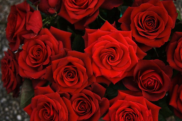 포토 JPG 해외이미지 꽃 자연 사람없음 가로 빨간색 장미 어둠 벚꽃 개화 닫기 내추럴 해외202004 해외포토 식물 컬러 모션 생태계 파일형식 이미지허브