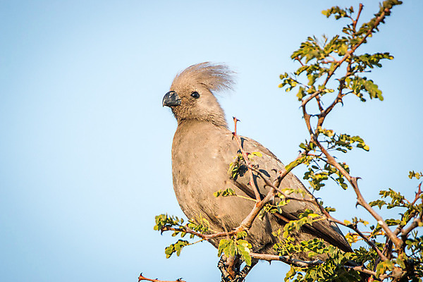 포토 JPG 해외이미지 동물 공원 야생동물 여행 밭 아프리카 자연 조류 국립공원 사람없음 회색 황무지 보호 사파리 깃털 내추럴 남아프리카 동물상 해외202004 해외포토 공공시설 나라 컬러 컨셉 농업 조형물 생태계 파일형식 이미지허브
