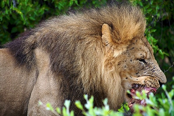 포토 JPG 해외이미지 동물 남자 야생동물 음식 여행 일러스트 포유류 아프리카 자연 근육 휴식 동물원 육류 사람없음 초록색 저녁식사 고양이 힘 황무지 숲 위험 큼 왕 먹기 심볼 사파리 육식동물 갈기 케냐 사자자리 내추럴 고립 나미비아 보츠와나 웅장함 해외202004 해외포토 나라 컬러 컨셉 식재료 모션 사람 반려동물 식사 별자리 크기 생태계 남아프리카 파일형식 이미지허브