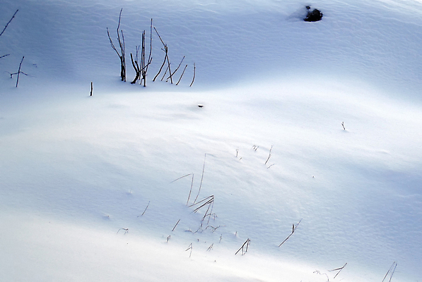포토 JPG 해외이미지 식물 겨울 자연 바람 핀란드 사람없음 곰팡이 벌거벗은 제설기 헬싱키 해외202004 해외포토 자연요소 계절 날씨 북유럽 생태계 제설 파일형식 이미지허브