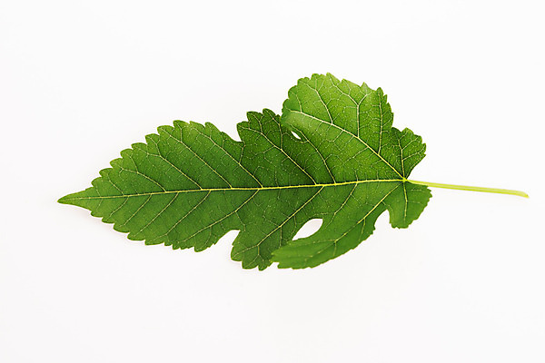 포토 JPG 해외이미지 모양 나무 식물 선 줄기 잎 재료 태국 자연 표면 건강 사람없음 초록색 봄 흰색 나뭇가지 신선 그물 투명 허브 묘사 오브젝트 유기농 생태계 질감 날것 섬유 정맥 내추럴 고립 광합성 해외202004 해외포토 웰빙 계절 아시아 컬러 직물 혈관 파일형식 이미지허브