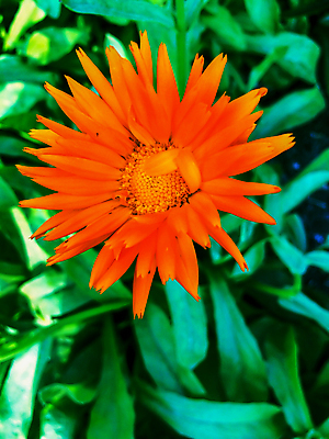 포토 JPG 해외이미지 식물 영어 꽃잎 꽃 백그라운드 잎 꽃무늬 밭 자연 결혼식 친절 발렌타인데이 사람없음 초록색 여름 컬러풀 정원 봄 벚꽃 가을 신선 닫기 소프트포커스 원예 데이지 녹색배경 내추럴 금잔화 카피스페이스 해외202004 해외포토 문자 계절 컬러 결혼 무늬 농업 모션 데이이벤트 촬영기법 취미 공백 생태계 파일형식 이미지허브