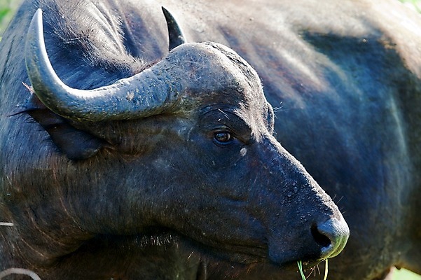 포토 JPG 해외이미지 나무 식물 동물 척추동물 한마리 응시 야생동물 포유류 아프리카 자연 하늘 뿔 국립공원 풍경 사람없음 야외 아웃포커스 가로 초록색 파란색 관광지 노란색 검은색 힘 일몰 우유 소 위험 큼 망토 사파리 황소 진흙 케냐 사바나 스텝 열대기후 초식 탄자니아 평야 해외202004 해외포토 1 시선 공원 나라 컬러 여행 컨셉 유제품 촬영기법 노을 크기 생태계 파일형식 이미지허브