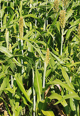 포토 JPG 해외이미지 밭 농업 씨앗 사람없음 농작물 농장 수확 성장 낟알 시리얼 밭일 수수 숙성 작살 해외202004 해외포토 식물 산업 음식 파일형식 이미지허브