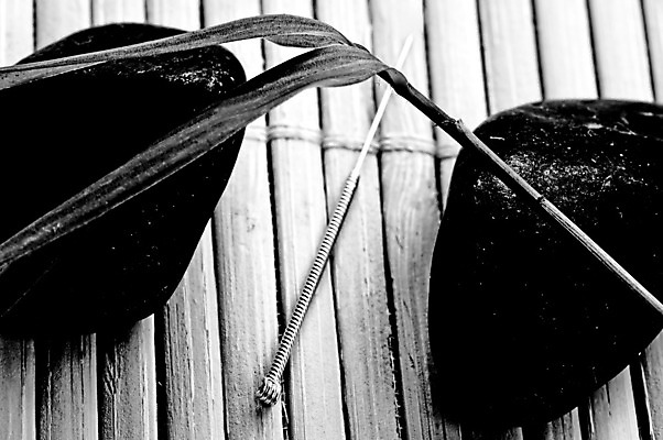 포토 JPG 해외이미지 식물 전통 아시아 백그라운드 컨셉 잎 신체 텍스트 흑백 건강 사람없음 치료 약 건강관리 금속 검은색 중국 침묵 흰색 공구 닫기 대나무 부드러움 테라피 돌봄 해외202004 해외포토 나무 나라 컬러 의학 모션 재질 촬영기법 관리 뷰티 소리 도구 감각 파일형식 이미지허브