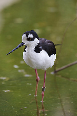 포토 JPG 해외이미지 한마리 응시 야생동물 분홍색 자연 조류 동물원 사람없음 야외 검은색 흰색 습지 깃털 부리 물새 노려봄 단아함 얇은 해외202004 해외포토 동물 1 시선 컬러 표정 생태계 파일형식 이미지허브