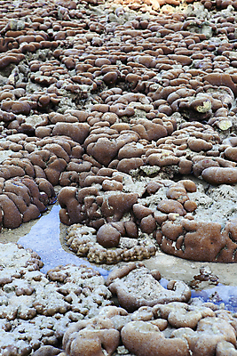 포토 JPG 해외이미지 물결 바다 섬 여행 백그라운드 패턴 자연 조류 휴가 풍경 사람없음 물 여름 파란색 반사 환경 수중 침묵 투명 산호 암초 취급주의 해외202004 해외포토 자연요소 동물 계절 컬러 무늬 경고 소리 자포동물 생태계 파일형식 이미지허브