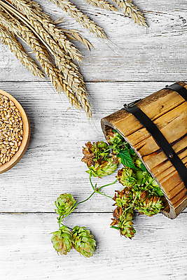 포토 JPG 해외이미지 그릇 실내 사람없음 하이앵글 쏟아짐 나무통 벼이삭 나무배경 해외202004 홉 해외포토 식물 식기 뷰포인트 백그라운드 모션 통 내부 이삭 파일형식 이미지허브