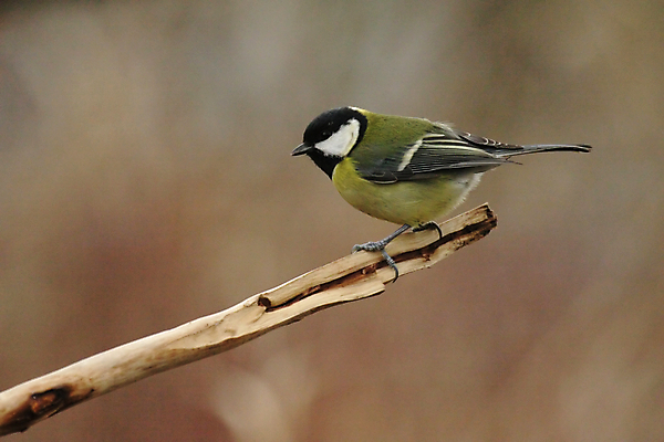 포토 JPG 해외이미지 동물 야생동물 자연 조류 앉기 사람없음 초록색 노란색 검은색 나뭇가지 깃털 해외202004 해외포토 나무 컬러 모션 생태계 파일형식 이미지허브