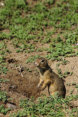 포토 JPG 해외이미지 동물 응시 포즈 2 밭 신체 포유류 발 털 서기 사람없음 햇빛 갈색 머리 맑음 흙 듣기 굴 구멍 닫기 작음 가득함 코 귀 경보 다음 발톱 해외202004 해외포토 시선 컬러 농업 모션 날씨 어패류 신체부위 태양 크기 파일형식 이미지허브