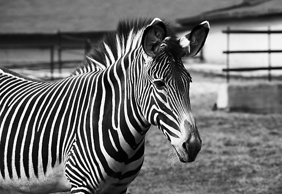 포토 JPG 해외이미지 동물 옷 공원 야생동물 포유류 아프리카 자연 동물원 사람없음 검은색 줄무늬 흰색 우아함 사파리 귀 얼룩말 갈기 멸종 주둥이 전국 해외202004 해외포토 공공시설 나라 컬러 컨셉 무늬 신체부위 말_동물 생태계 파일형식 이미지허브